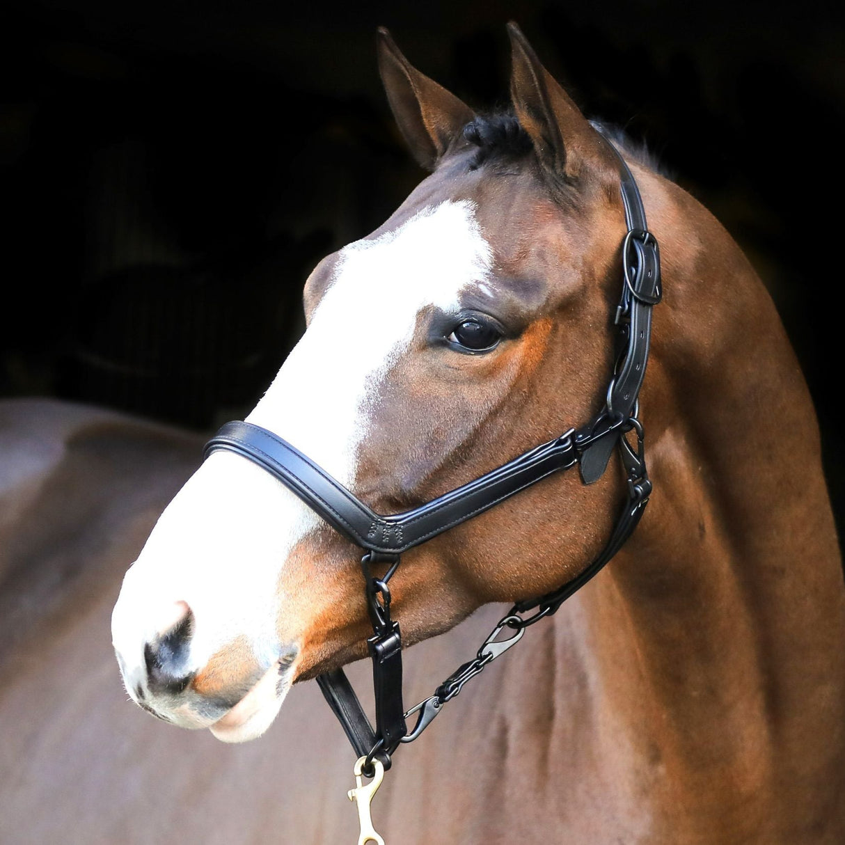 Liveryman Clipping Headcollar #colour_black