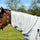 WeatherBeeta ComFiTec Essential Mesh II Combo Neck Fly Rug #colour_whirte-grey-bright-blue
