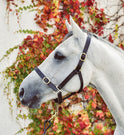 Mackey Equisential Leather Headcollar #colour_brown
