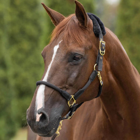 Covalliero Anniversary Headcollar #colour_graphite