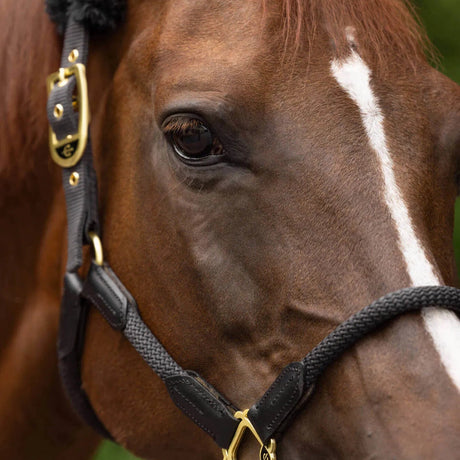 Covalliero Anniversary Headcollar #colour_graphite