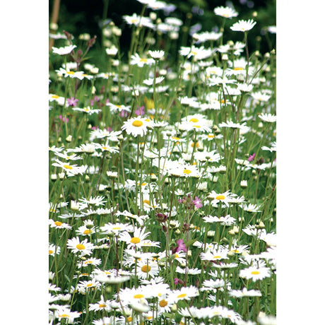 Kevin Milner Countryside Cards #style_daisies