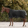 Waldhausen Scandic High Neck 200g Turnout Rug #colour_black