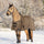 Waldhausen Arctic 50g Turnout Rug #colour_cappuccino-black