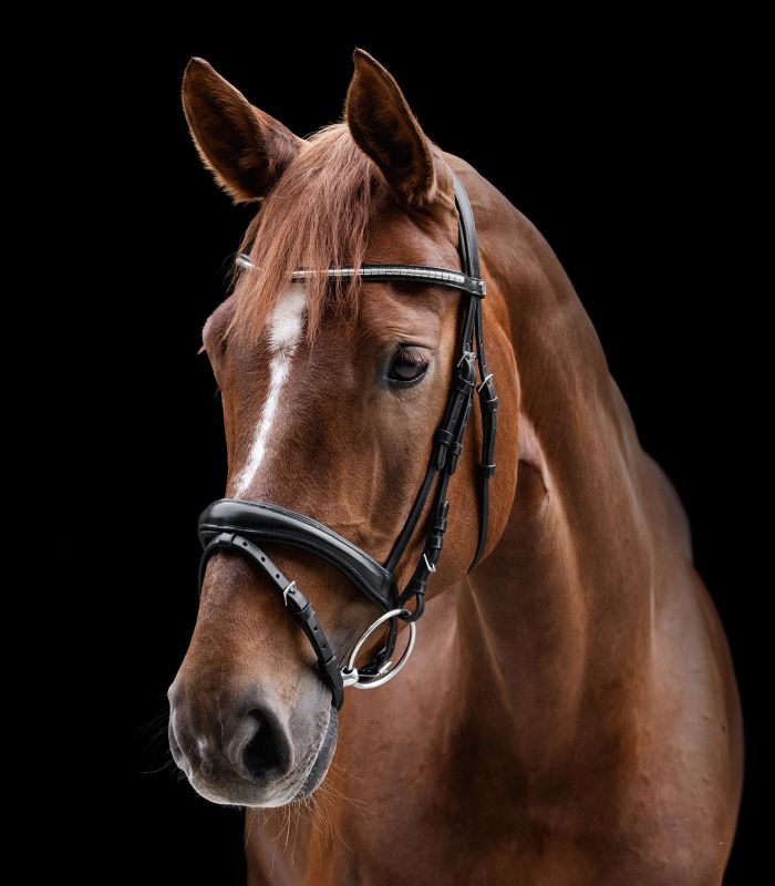 Waldhausen X-Line Bridle Clincher #colour_black