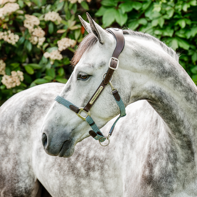 Horseware Ireland Signature Braided Headcollar #colour_brown-navy-blue-haze
