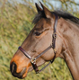 Mackey Legend Helios Leather Headcollar #colour_brown