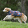 Weatherbeeta Comfitec Premier Free Parka Dog Coat Medium #colour_squirrel-print