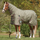 Weatherbeeta ComFiTec Essential Combo Neck Medium Turnout Rug #colour_olive-green-burgundy-white