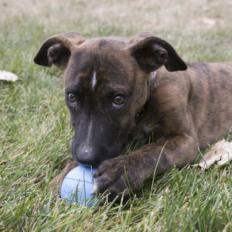 KONG Puppy Ball #size_s