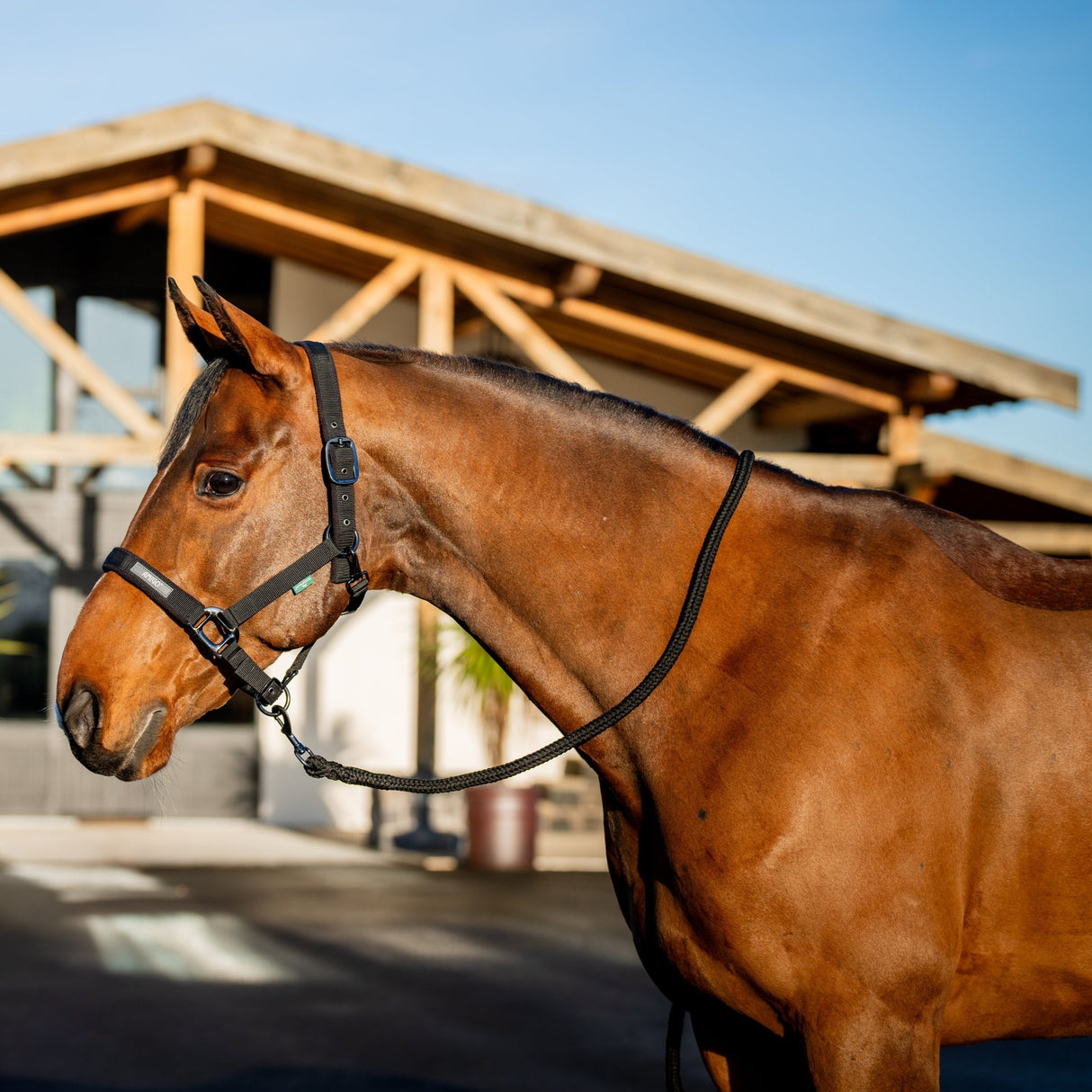 Horseware Ireland Amigo Headcollar & Leadrope Set #colour_black