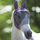 Shires FlyGuard Pro Deluxe Fly Mask With Ears #colour_purple