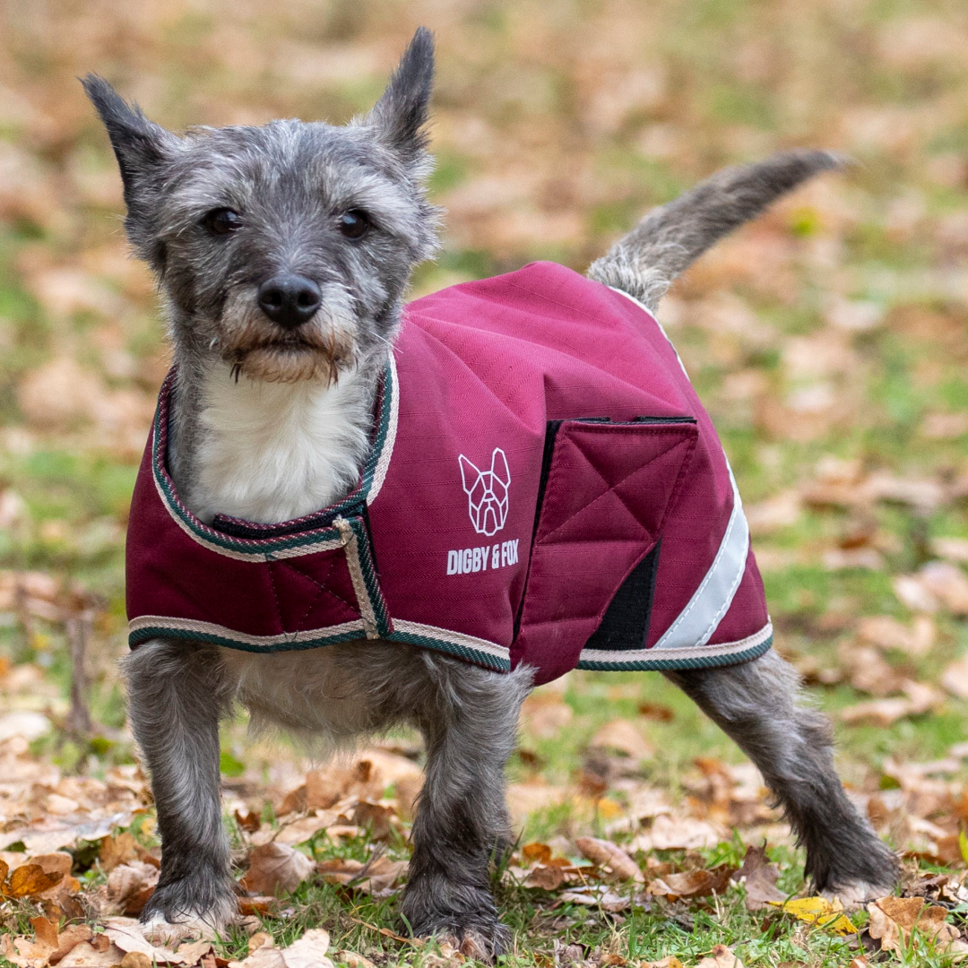 Shires Digby & Fox Waterproof Dog Coat #colour_burgundy