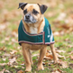 Shires Digby & Fox Waterproof Dog Coat #colour_forest