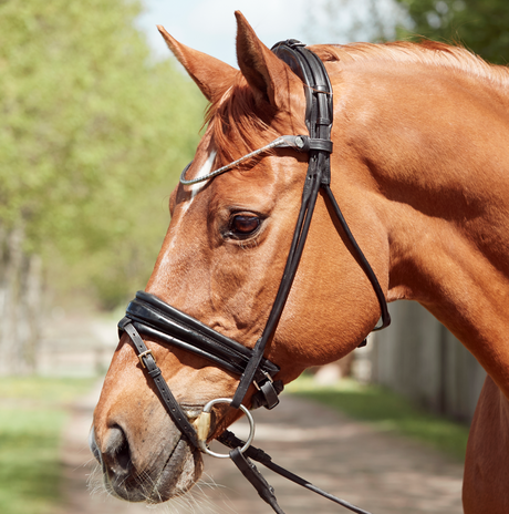 Finesse Cassidy Snaffle Bridle #colour_black-patent-silver